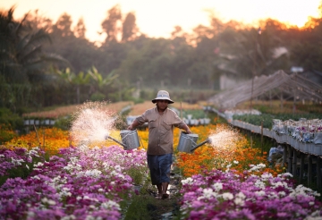Làng hoa Sa Đéc - Vườn Quýt Hồng Lai Vung - Đồng Tháp Đất Sen Hồng